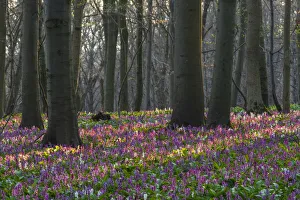 Violet Prints: Hollow larkspur (Corydalis cava)