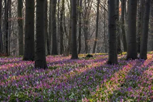 Hollow larkspur (Corydalis cava), blooming, Hainich National Park, Thuringia, Germany, Europe