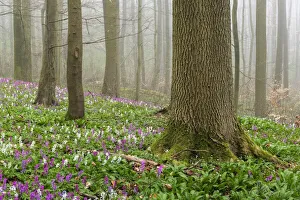 Hollow larkspur (Corydalis cava), blooming, Hainich National Park, Thuringia, Germany, Europe
