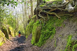 Walker Prints: A holloway (sunken lane) in Kent, England