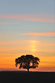 Images Dated 26th November 2013: Holm oak in Alentejo, Portugal