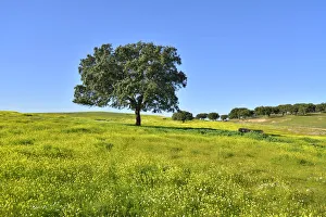 Holm oak in the vast plains of Alentejo. Portugal