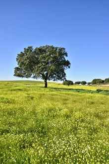 Holm oak in the vast plains of Alentejo. Portugal