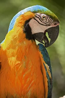 Images Dated 19th June 2009: Honduras, Copan Ruinas, Blue and Gold Macaw