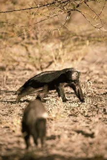 Kalahari Prints: Honeybadger, Kalahari Desert, Botswana