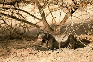 Kalahari Prints: Honeybadger, Kalahari Desert, Botswana
