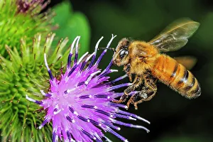 Bees Prints: Honeybee on Burdock Blossom
