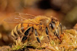 Bees Prints: Honeybee, Thornton, Ontario, Canada