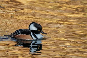 Humber Bay Prints: Hooded Merganser Drake (Lophodytes cucullatus)