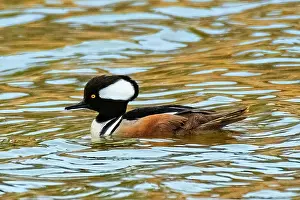 Winnipeg Prints: Hooded Merganser (Lophodytes cucullatus) swimming in pond. Winnipeg, Manitoba, Canada