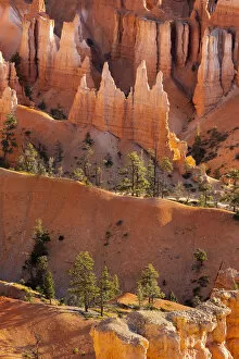 Gorge Collection: Detail of hoodoos and trees, Sunset Point, Bryce Canyon National Park, Utah, USA