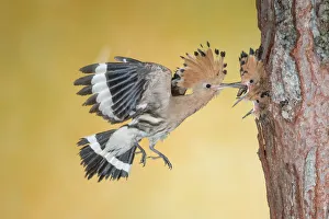 Birdwatching Prints: hoopoe at nest, Trentino Alto-Adige, Italy