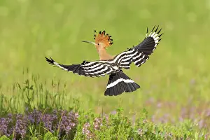 Bulgaria Prints: Hoopoe (Upupa epops) in flight, near Dimitrovgrad, Bulgaria, May 2025