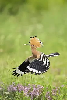 Bulgaria Prints: Hoopoe (Upupa epops) returning to nest with food, near Dimitrovgrad, Bulgaria, May 2025