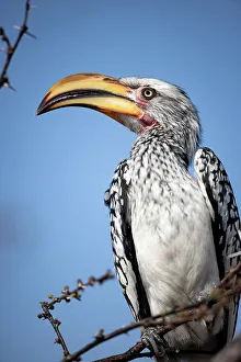 Hornbill Prints: Hornbill, Kalahari Desert, Botswana