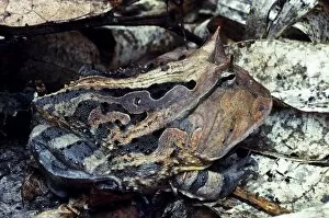 Amazon Collection: Horned Toad (Ceratophrys cornuta)