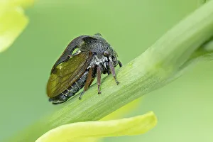 Bulgaria Prints: Horned treehopper (Centrotus cornutus), near Bratsigovo, Bulgaria