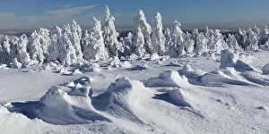 Fir Tree Prints: Hornisgrinde mountain in winter, Black Forest, Baden-Wurttemberg, Germany