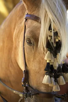 Horse, Annual Horse Fair, Jerez de la Frontera, Cadiz Province, Andalucia, Spain