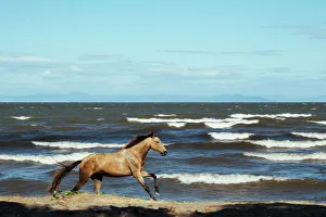 Granada Prints: Horse on a beach, Granada, Nicaragua, Central America