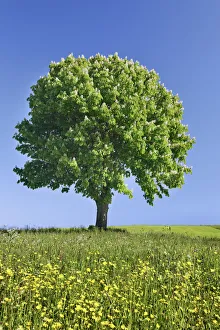 Aesculus Hippocastanum Gallery: Horse chestnut in crowfoot meadow - Germany, Bavaria, Upper Bavaria