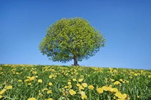 Aesculus Hippocastanum Gallery: Horse chestnut and dandelion meadow in bloom - Switzerland, Thurgau, Wil, Oberburen