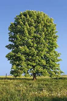 Farm Land Prints: Horse chestnut - Germany, Bavaria, Upper Bavaria, Garmisch-Partenkirchen, Murnau
