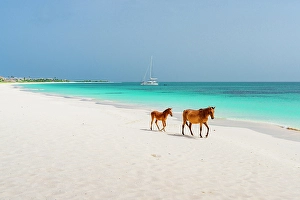 West Indies Prints: Horse with his cute foal walking on idyllic beach
