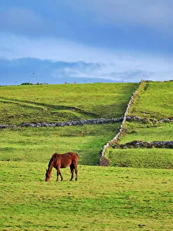 Aillte An Mhothair Gallery: Horse on a field, Cliffs of Moher Walking Trail, County Clare, Ireland