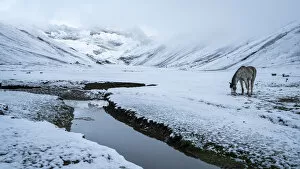 Images Dated 12th September 2019: Horse grazing on snow covered landscape by stream in the Andes, Uchullujllo, Pitumarca