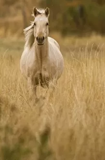 Horses Collection: Horse, Montana, USA