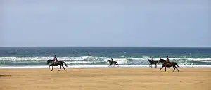 Galloping Prints: Horse riders galloping down sandy Cornish beach on a summers day, Sandymouth