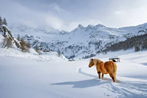 Loneliness Prints: Horse into the snow in Cheneil, Valtournenche, Aosta Valley, Italy