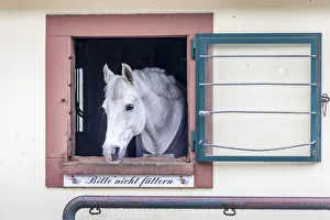 Saarland Prints: Horse in the stables of the Linslerhof, Aoberherrn, Saarland, Germany