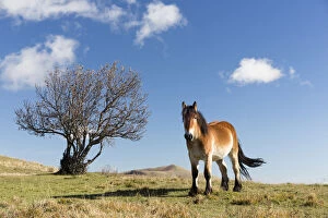 A horse stands in the Monti Sibillini National Park, Umbria, Italy