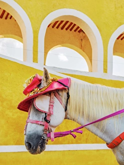Arcade Prints: Horse wearing a hat in front of the Convent of San Antonio de Padua