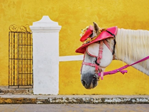 San Antonio Prints: Horse wearing a hat in front of the Convent of San Antonio de Padua