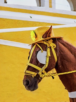 San Antonio Prints: Horse wearing a hat in front of the Convent of San Antonio de Padua