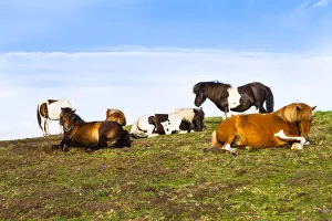 Horses in Boscastle, North Cornwall, Cornwall, England, UK
