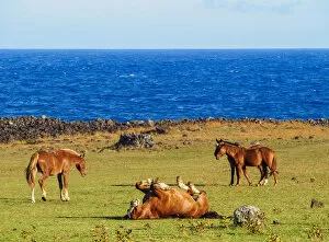 Rapanui Collection: Horses on the coast of Easter Island, Chile