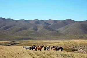 Horses in a field along the Camino de Las Carreras road (Route 89), Andes Mountains, Valle de Uco, Mendoza, Argentina