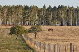Images Dated 21st June 2022: Horses in a field of the Estancia La Violeta Polo Club, Chajari, Entre Rios, Argentina