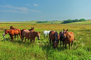 Grassland Prints: Horses in a field Southwestern Saskatchewan, Saskatchewan, Canada
