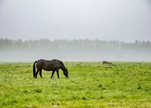 Horses on a foggy field, Solec nad Wisla, Masovian Voivodeship, Poland