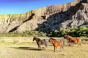 Jujuy Prints: Horses on grass near geologic formations, Tumbaya, Jujuy, Argentina