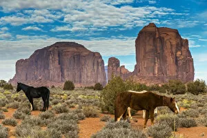 Horses grazing with buttes behind, Monument Valley Navajo Tribal Park, Arizona, USA
