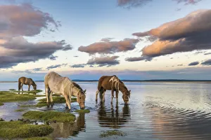 Horses grazing and drinking water from Hovsgol Lake at sunset. Hovsgol province, Mongolia Horses grazing and drinking water from Hovsgol Lake at sunset. Hovsgol province, Mongolia