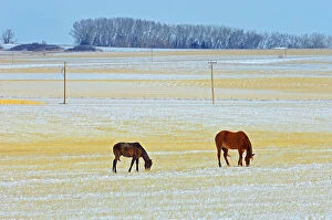 Images Dated 5th June 2023: Horses grazing in field in winter, Alberta, Canada