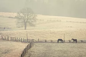 Mammal Collection: Horses grazing on a pasture on foggy morning, Vysoka Lipa, Jetrichovice, Okres Decin