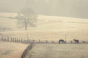Mammal Gallery: Horses grazing on a pasture on foggy morning, Vysoka Lipa, Jetrichovice, Okres Decin